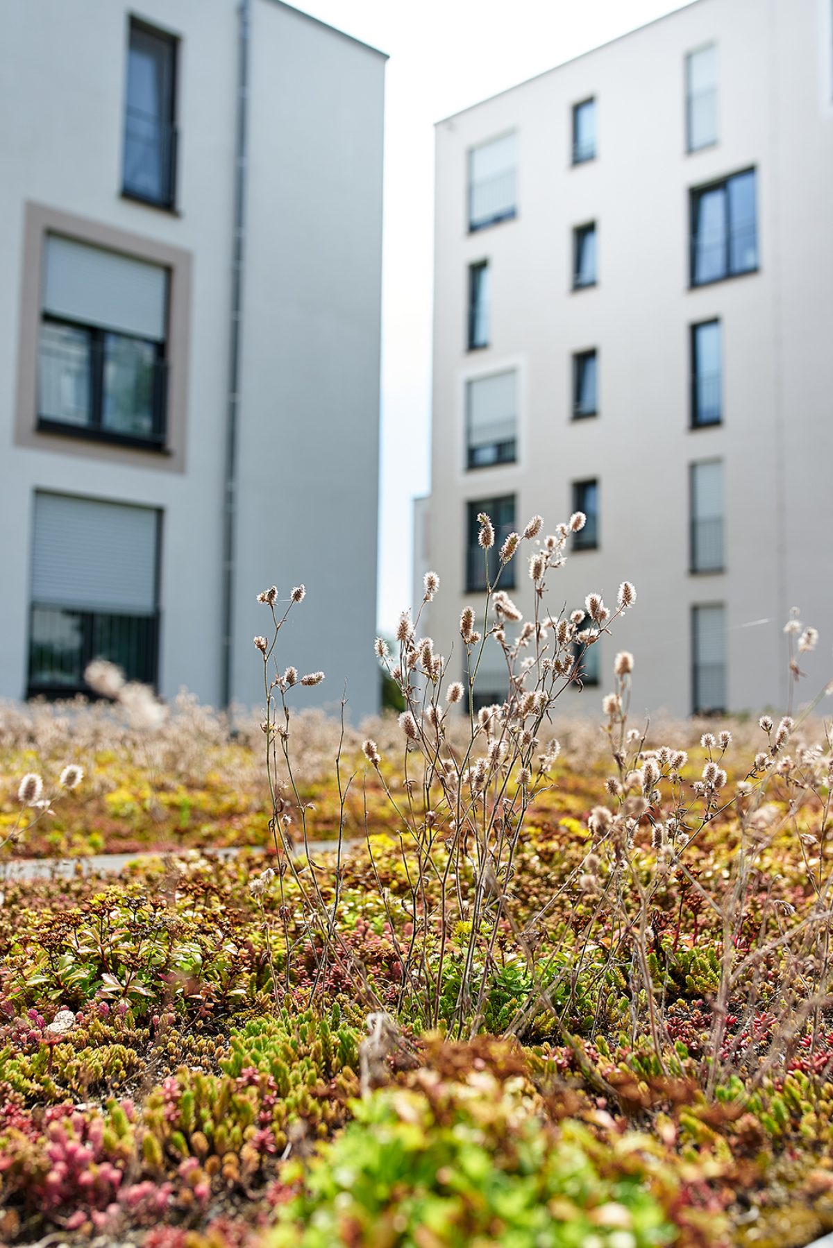 Auf einer Dachfläche wachsen Pflanzen.