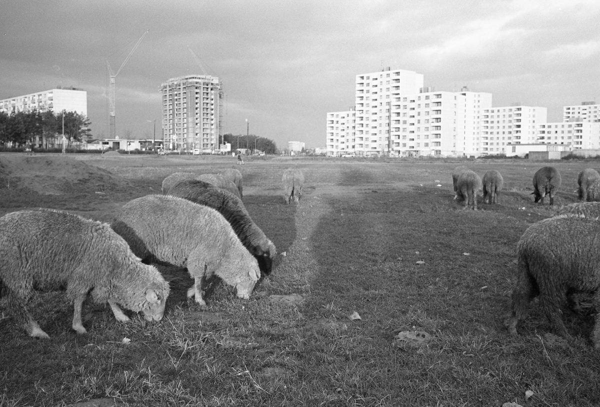 Historisches Foto der Bebauung in Oberreut 1974, im Vordergrund grasen Schafe.