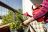 Eine Frau gießt mit einer roten Gießkanne die Kräuter auf ihrem Balkon.