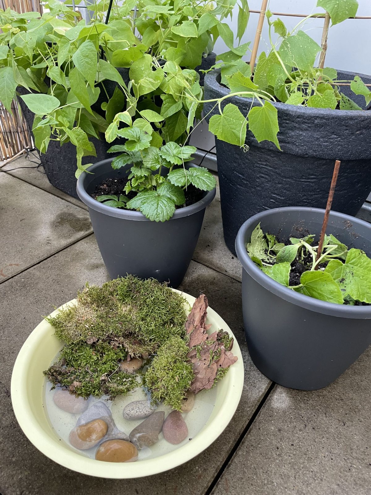 Eine schön gestaltete Wasserstelle für Insekten im Garten.