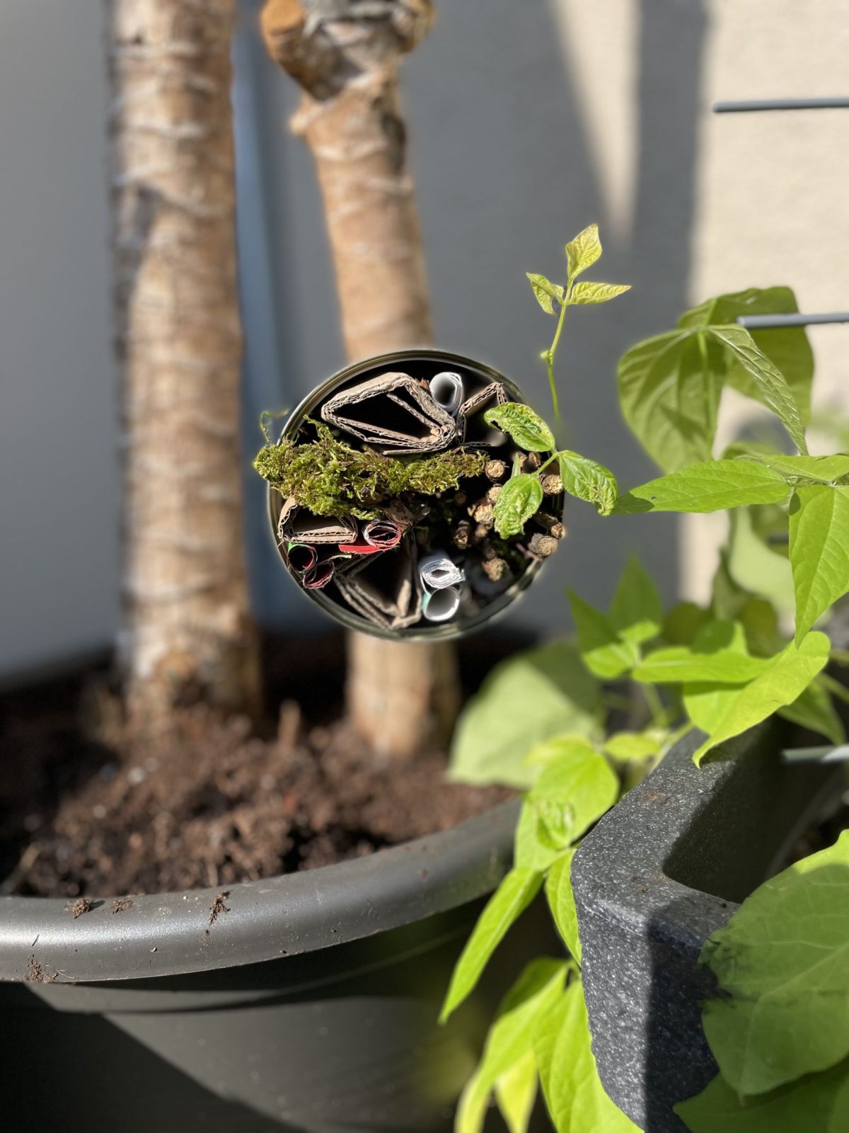 Selbstgemachtes Insektenhotel hängt an einer Pflanze.